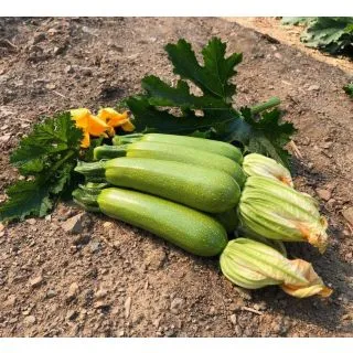 Compra CALABACÍN IMPERATOR F1 (1.000 Semillas) en la tienda online Fito Agrícola