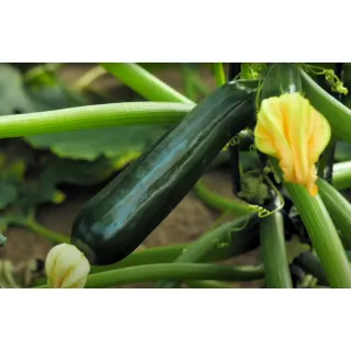 Compra CALABACÍN MAVERIC F1 (1.000 Semillas) en la tienda online Fito Agrícola