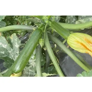 Compra CALABACIN SQ 182 F1 (1.000 Semillas). en la tienda online Fito Agrícola