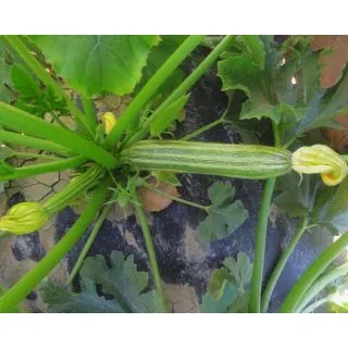 Compra CALABACÍN SQG 007-22 F1 (2.500 Semillas). en la tienda online Fito Agrícola