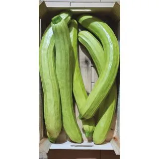 Compra CALABACÍN TANO F1 (1.000 Semillas). en la tienda online Fito Agrícola