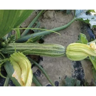 Compra CALABACÍN TOSCANA F1 (1.000 Semillas). en la tienda online Fito Agrícola