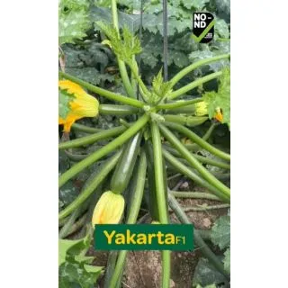 Compra CALABACÍN YAKARTA F1 (1.000 Semillas) en la tienda online Fito Agrícola