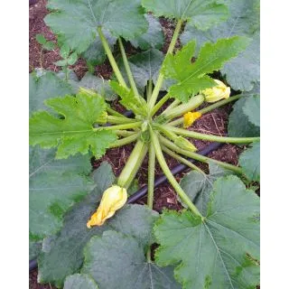 Compra CALABACÍN Z14 F1 (1.000 Semillas). en la tienda online Fito Agrícola