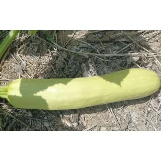 Compra CALABACÍN BLANCO XXL M11 en la tienda online Fito Agrícola