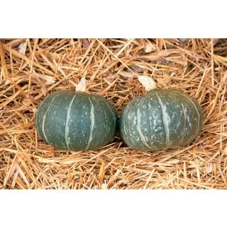 Compra CALABAZA CHA-CHA F1 (1000 Semillas) en la tienda online Fito Agrícola