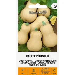 Compra CALABAZA BUTTERBUSH F1 (5 Semillas). en la tienda online Fito Agrícola