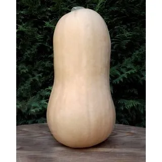 Compra CALABAZA BUTTERNUT F1 (500 Semillas). en la tienda online Fito Agrícola
