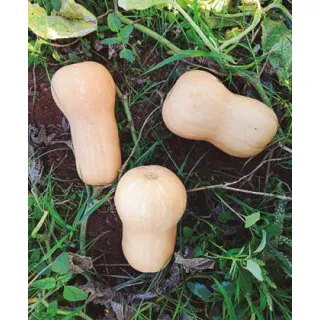 Compra CALABAZA BUTTERNUT (5 Kgr.). en la tienda online Fito Agrícola