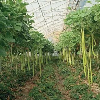 Compra CALABAZA LAGENARIA SICILIANA LARGA (500 Semillas). en la tienda online Fito Agrícola