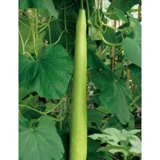 Compra CALABAZA LAGENARIA SICILIANA CORTA (500 Semillas). en la tienda online Fito Agrícola