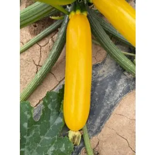 Compra CALABACÍN LINGOTE F-1 (1.000 Semillas) en la tienda online Fito Agrícola