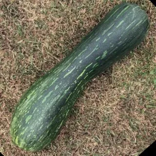 Compra CALABAZA LUNGA DI NAPOLI (50 gr.). en la tienda online Fito Agrícola