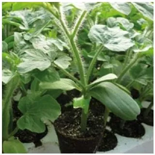 Compra CALABAZA RS 841 F1 (1.000 Semillas) en la tienda online Fito Agrícola