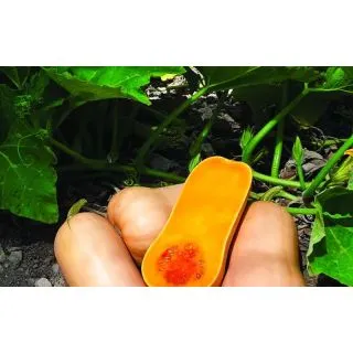 Compra CALABAZA BUTTERNUT SIBELLE F1 (1000 Semillas). en la tienda online Fito Agrícola