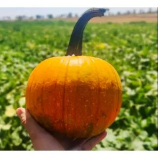 Compra CALABAZA SPITFIRE F1 (1000 Semillas). en la tienda online Fito Agrícola