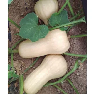 Compra CALABAZA SUNSHINE F1 (1000 Semillas). en la tienda online Fito Agrícola