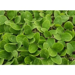 Compra CALABAZA TANKER F1 (1000 Semillas) en la tienda online Fito Agrícola