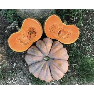 Compra CALABAZA TT PROVENZALE F1 (500 Semillas). en la tienda online Fito Agrícola