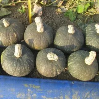 Compra CALABAZA UG A 178 F1 (1000 Semillas). en la tienda online Fito Agrícola