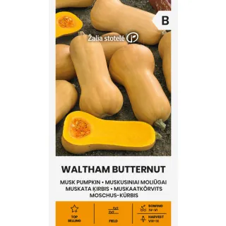 Compra CALABAZA WALTHAM BUTTERNUT (2 gr. - Cerca de 10 Semillas). en la tienda online Fito Agrícola