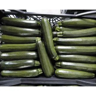 Compra CALABACÍN VERDON F1 (1.000 Semillas). en la tienda online Fito Agrícola