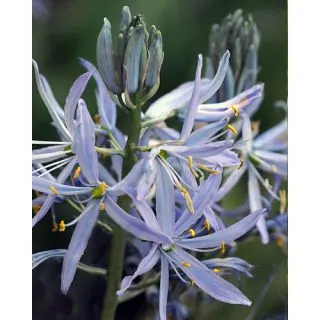 Compra CAMASSIA CUSICKII (25 Unid.). en la tienda online Fito Agrícola