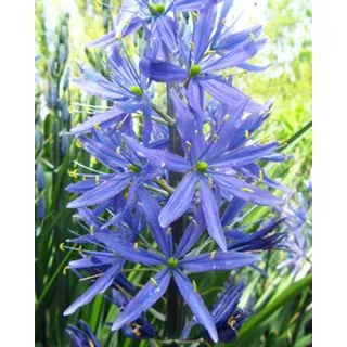 Compra CAMASSIA LEICHTLINII CAERULEA (25 Unid.). en la tienda online Fito Agrícola