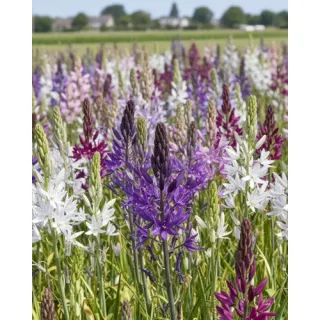 Compra CAMASSIA MIX (25 Unid.). en la tienda online Fito Agrícola