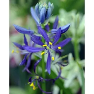 Compra CAMASSIA QUAMASH (100 Unid.). en la tienda online Fito Agrícola