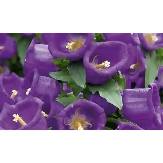 Compra CAMPÁNULA APPEAL DEEP BLUE (240 Plantas). en la tienda online Fito Agrícola