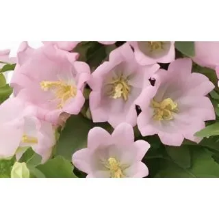 Compra CAMPÁNULA APPEAL PINK (240 Plantas). en la tienda online Fito Agrícola