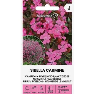 Compra CAMPION SIBELLA CARMINE (20 Semillas). en la tienda online Fito Agrícola