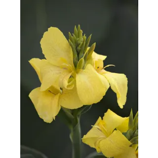 Compra CANNA CANNOVA YELLOW HV (240 Plantas). en la tienda online Fito Agrícola