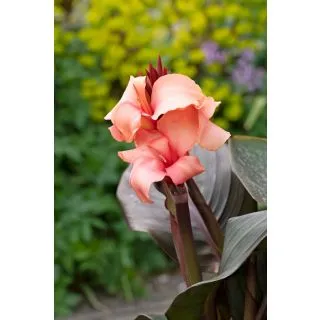 Compra CANNA CANNOVA PEACH HB (240 Plantas). en la tienda online Fito Agrícola