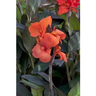 Compra CANNA CANNOVA ORANGE HB (240 Plantas). en la tienda online Fito Agrícola