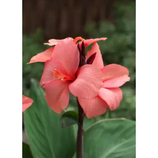 Compra CANNA CANNOVA MANGO HV (240 Plantas). en la tienda online Fito Agrícola