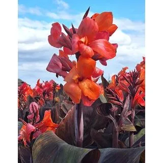 Compra CANNA PANACHE BLACK (25 Unid.). en la tienda online Fito Agrícola