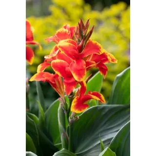 Compra CANNA CANNOVA RED GOLDEN SHADES HV (240 Plantas). en la tienda online Fito Agrícola