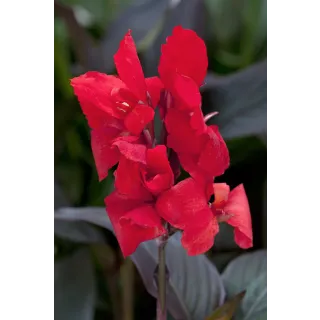 Compra CANNA CANNOVA SCARLET HB (240 Plantas). en la tienda online Fito Agrícola
