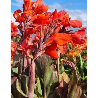 Compra CANNA SHINING ORANGE (25 Unid.). en la tienda online Fito Agrícola