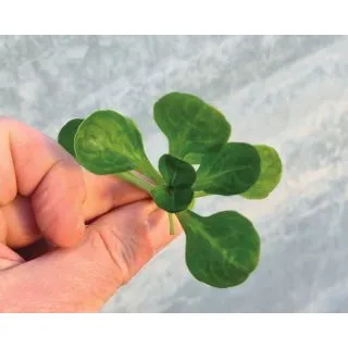 Compra CANÓNIGO AFRODITE (1.000.000 Semillas). en la tienda online Fito Agrícola