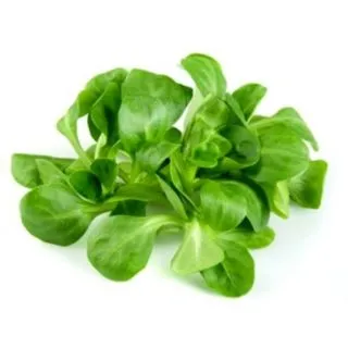 Compra CANÓNIGO VERDE DE CAMBRAI BABY LEAF ECOLÓGICO (50 gr.). en la tienda online Fito Agrícola