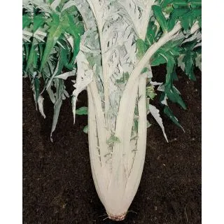 Compra CARDO BIANCO AVORIO A FOGLIE FRASTAGLIATE Sel. Marche (500 gr.). en la tienda online Fito Agrícola