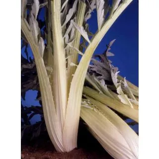 Compra CARDO LLENO DE ESPAÑA (100 gr.) en la tienda online Fito Agrícola