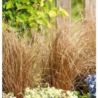 Compra CAREX COMANS ZORA (144 Plantas). en la tienda online Fito Agrícola