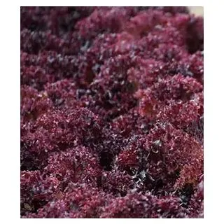 Compra LECHUGA CARLITO Pildorada (5.000 Semillas) en la tienda online Fito Agrícola