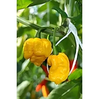 Compra PIMIENTO CAROLINA REAPER YELLOW F1 (1.000 Semillas) en la tienda online Fito Agrícola
