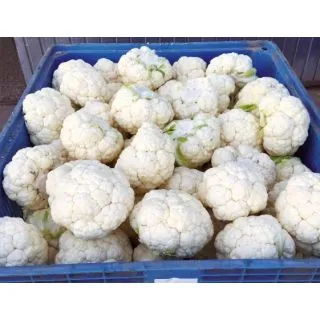 Compra COLIFLOR JUBERA F-1 (2.500 Semillas) en la tienda online Fito Agrícola