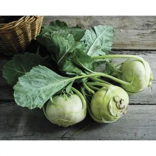 Compra COLIRRÁBANO QUICKSTAR F1 (2.500 Semillas) en la tienda online Fito Agrícola